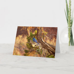 Mountain Bluebird i Arches nationalpark Kort