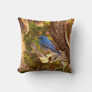 Mountain Bluebird i Arches nationalpark Kudde