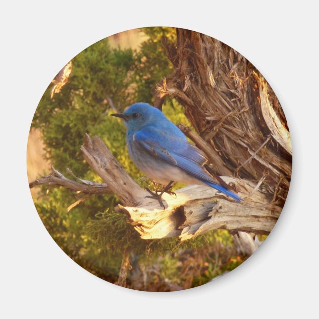 Mountain Bluebird i Arches nationalpark Magnet (Framsidan)