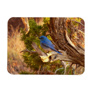 Mountain Bluebird i Arches nationalpark Magnet