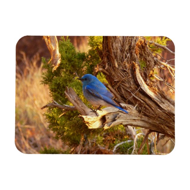 Mountain Bluebird i Arches nationalpark Magnet (Horisontell)