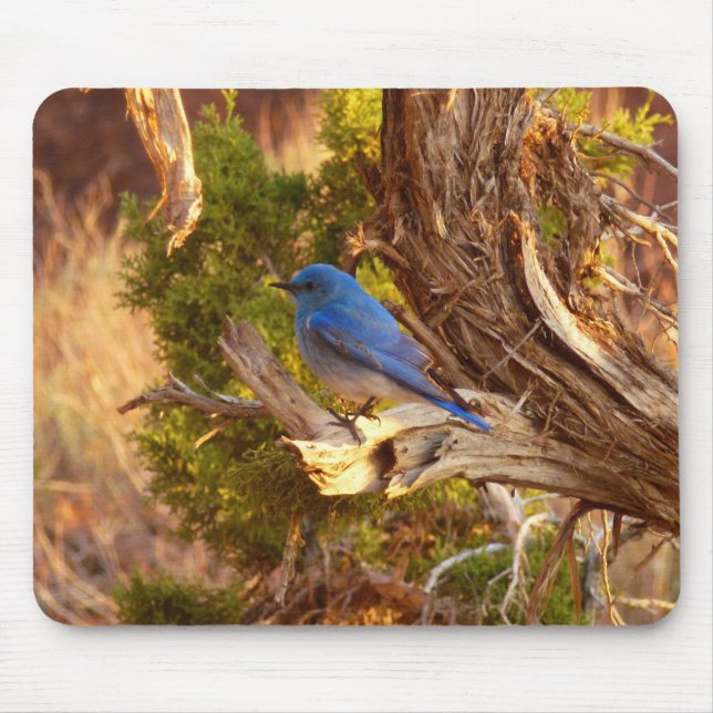 Mountain Bluebird i Arches nationalpark Musmatta (Framsidan)