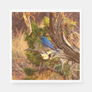 Mountain Bluebird i Arches nationalpark Pappersservett