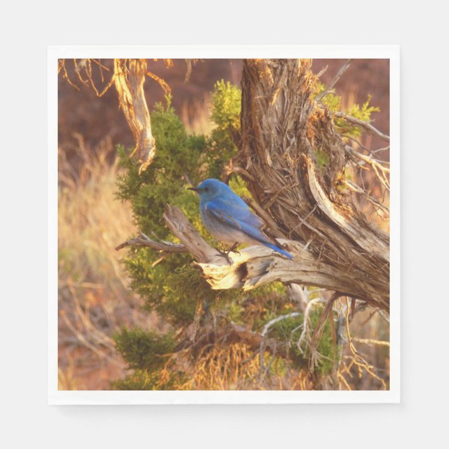 Mountain Bluebird i Arches nationalpark Pappersservett (Framsidan)