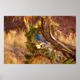 Mountain Bluebird i Arches nationalpark Poster