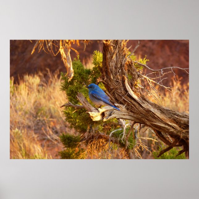 Mountain Bluebird i Arches nationalpark Poster (Framsidan)