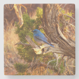 Mountain Bluebird i Arches nationalpark Stenunderlägg