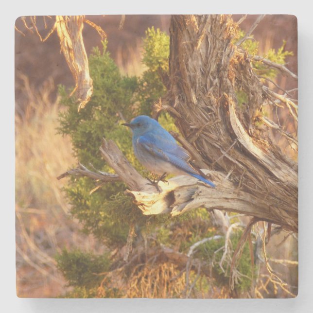 Mountain Bluebird i Arches nationalpark Stenunderlägg (Framsidan)
