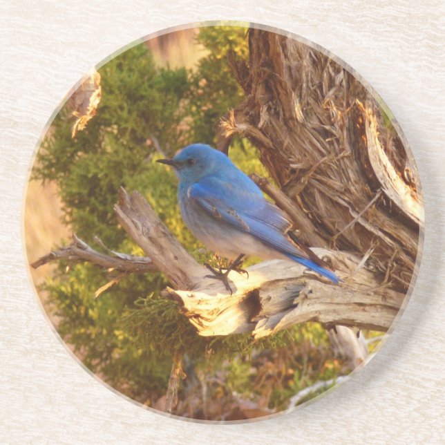 Mountain Bluebird i Arches nationalpark Underlägg (Framsidan)