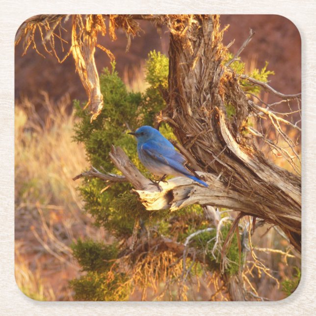 Mountain Bluebird i Arches nationalpark Underlägg Papper Kvadrat (Framsidan)