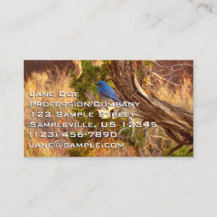 Mountain Bluebird i Arches nationalpark Visitkort