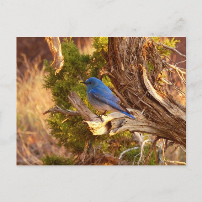 Mountain Bluebird i Arches nationalpark Vykort (Framsida)