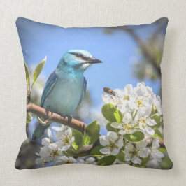 Mountain Bluebird Kudde