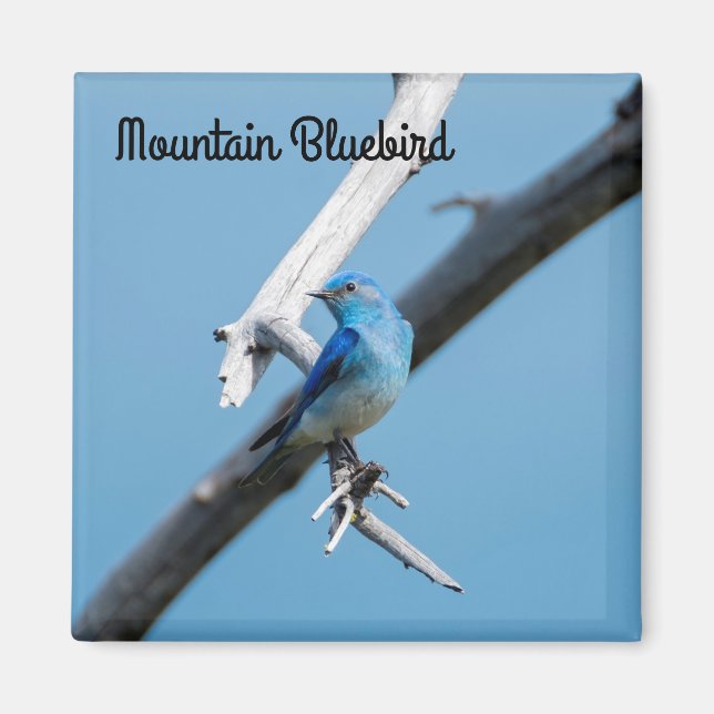 Mountain Bluebird Magnet (Framsidan)