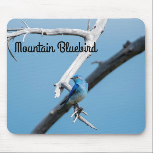 Mountain Bluebird Musmatta