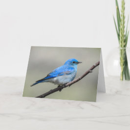 Mountain Bluebird Notecard Kort