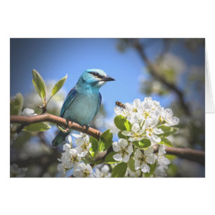 Mountain Bluebird OBS Kort
