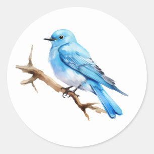 Mountain Bluebird Runt Klistermärke