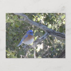 Mountain Bluebird Vykort