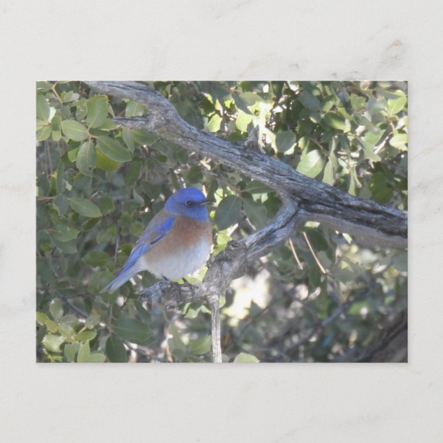Mountain Bluebird Vykort (Framsida)