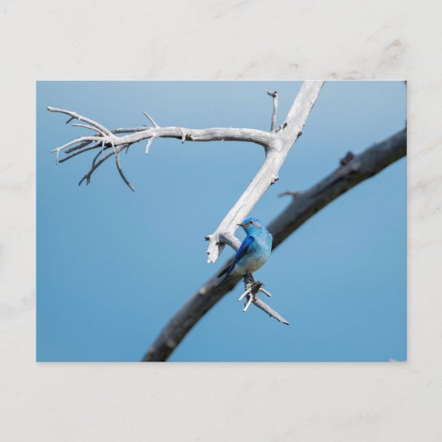Mountain Bluebird Vykort (Framsida)