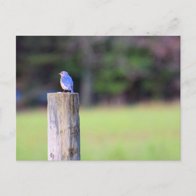 Mountain Bluebird Vykort (Framsida)