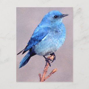 Mountain Bluebird Wildlife Series # 2 vykort