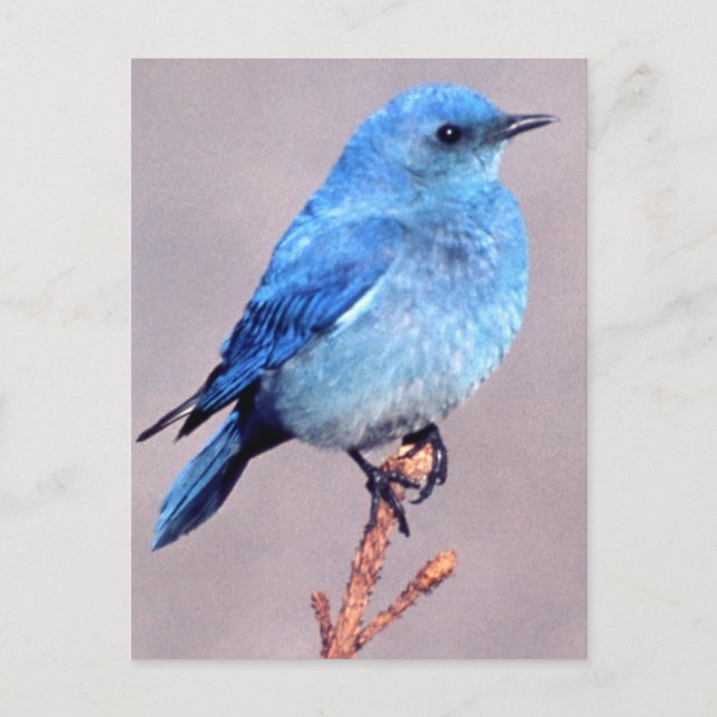 Mountain Bluebird Wildlife Series # 2 vykort (Framsida)