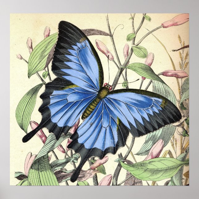 Mountain Blues Butterfly Poster (Framsidan)