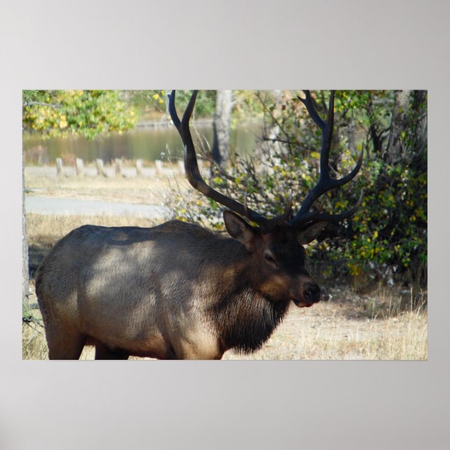 Mountain Bull Elk Photo Nature Wall Poster Mancave (Framsidan)