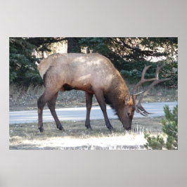 Mountain Bull Elk Photo Nature Wall Poster Mancave