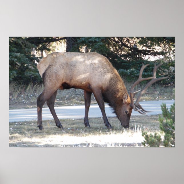Mountain Bull Elk Photo Nature Wall Poster Mancave (Framsidan)
