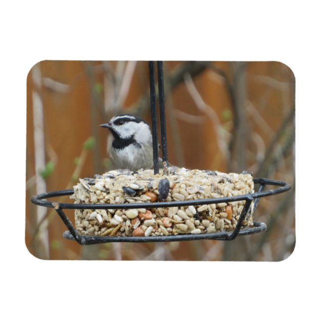 Mountain Chickadee on Feeder Magnet (Horisontell)