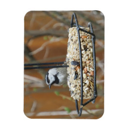 Mountain Chickadee on Feeder Magnet