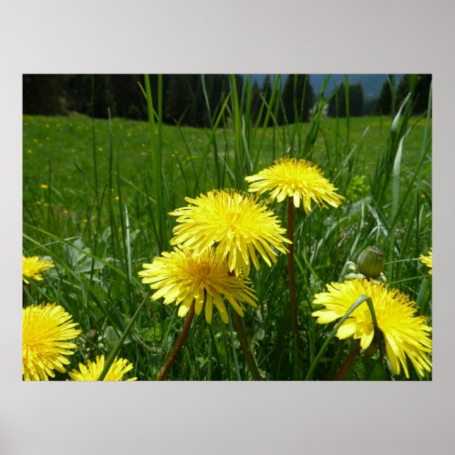 Mountain Dandelions Poster (Framsidan)