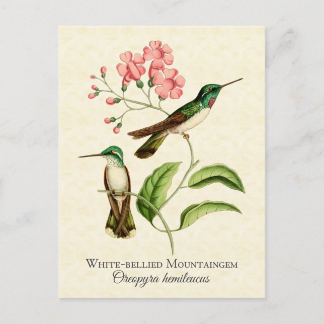 Mountain Gem Hummingbird Vintage Art Vykort (Framsida)