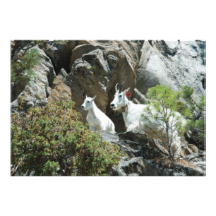 Mountain Goat and Kid - Wildlife Photography Fototryck