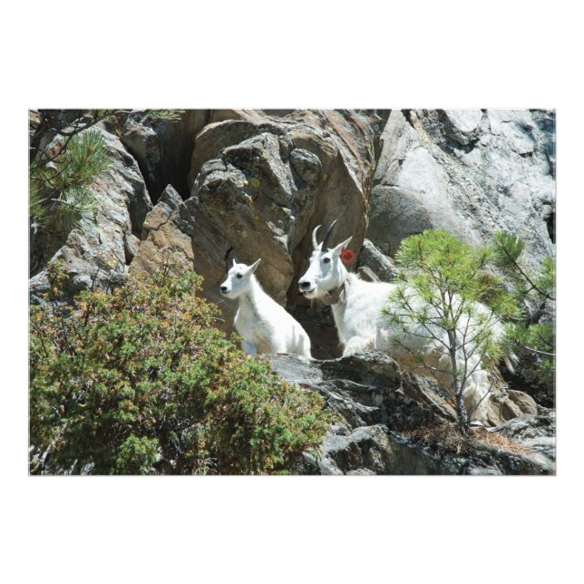 Mountain Goat and Kid - Wildlife Photography Fototryck (Framsidan)
