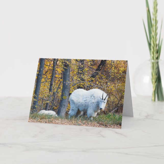 Mountain Goat birthday card looks at you. Kort (Framsida)