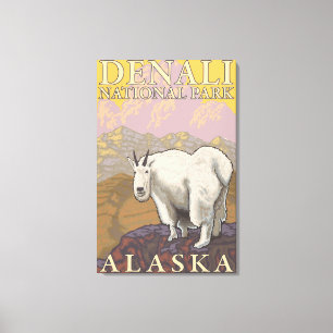 Mountain Goat - Denali National Park, Alaska Canvastryck