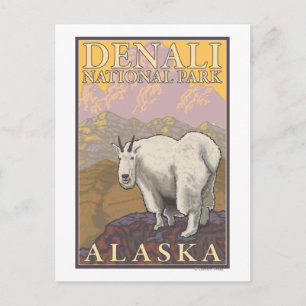 Mountain Goat - Denali National Park, Alaska Vykort