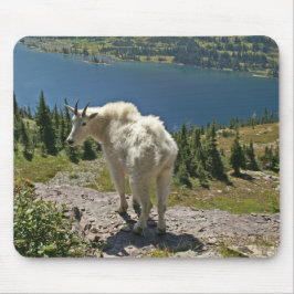 Mountain Goat Glacier National Park Musmatta