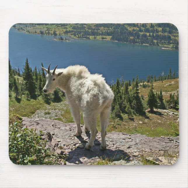 Mountain Goat Glacier National Park Musmatta (Framsidan)