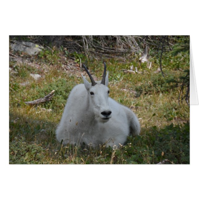 Mountain Goat - Glacier National Park OBS Kort (Framsidan Horizontal)