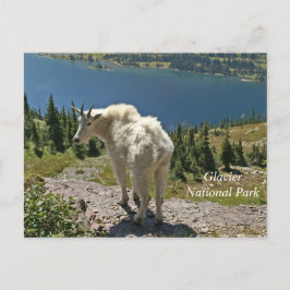 Mountain Goat Glacier National Park Vykort