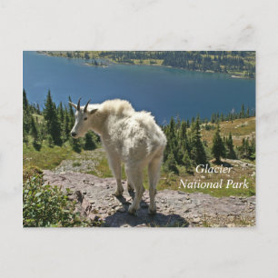 Mountain Goat Glacier National Park Vykort