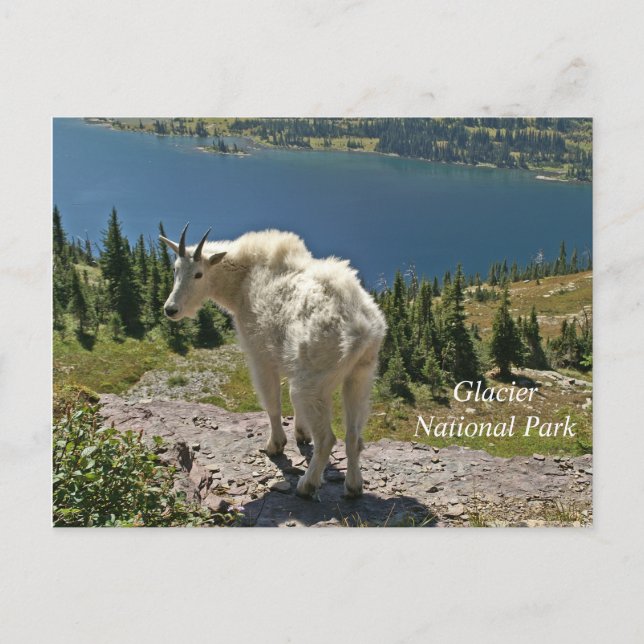 Mountain Goat Glacier National Park Vykort (Framsida)