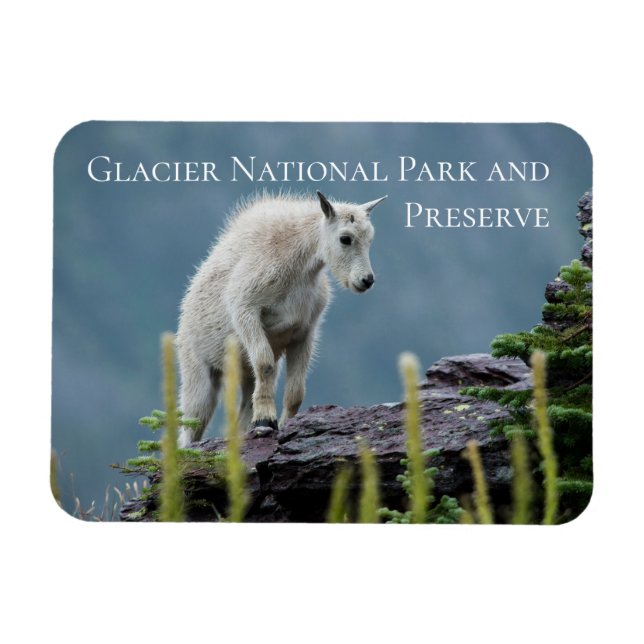 Mountain Goat Kid on Cliff, Glacier National Park Magnet (Horisontell)