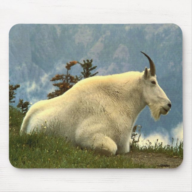 Mountain Goat Musmatta (Framsidan)