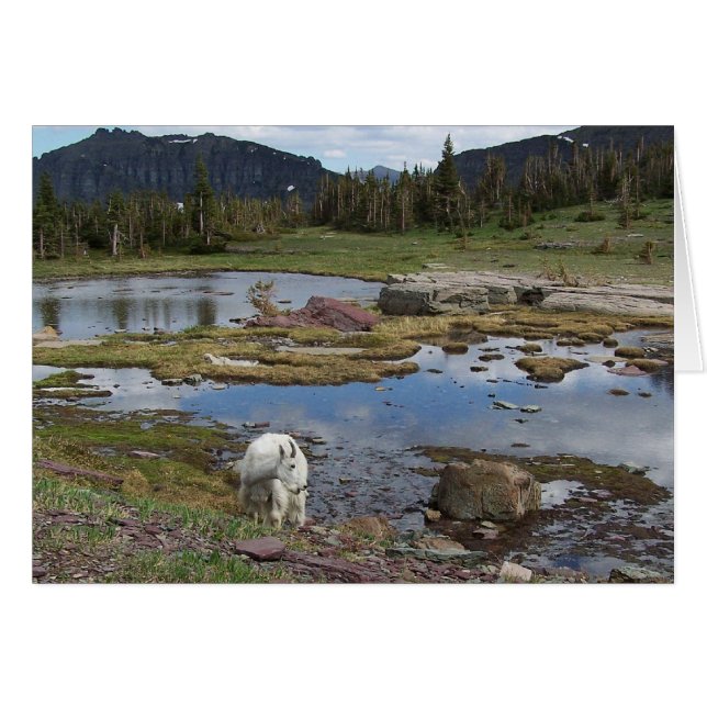 Mountain Goat OBS Kort (Framsidan Horizontal)